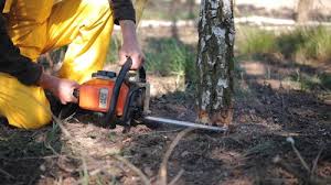 Best Firewood Processing and Delivery  in San Diego, CA