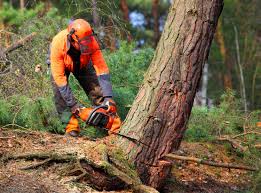 Trusted San Diego, CA Tree Services Experts