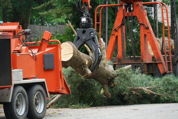 Professional Tree Services in San Diego, CA