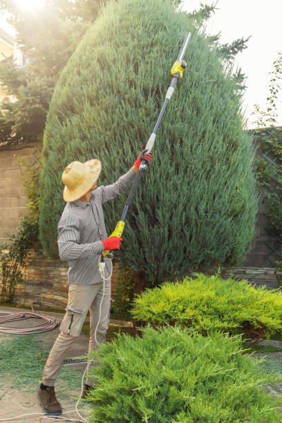 How Our Tree Care Process Works  in  San Diego, CA